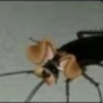 roach with dog instagram filter meme