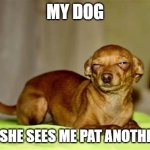 Suspicious Dog | MY DOG; WHEN SHE SEES ME PAT ANOTHER DOG | image tagged in suspicious dog | made w/ Imgflip meme maker