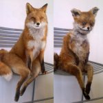 Fox before after