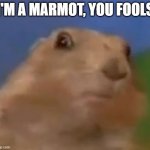 Suprised Chipmunk | I'M A MARMOT, YOU FOOLS | image tagged in suprised chipmunk | made w/ Imgflip meme maker