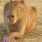 Capybara with nails