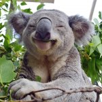 Smug Anti Gymcel Koala