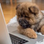 dog on the computer