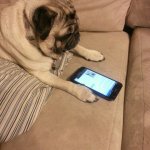 The dog texting