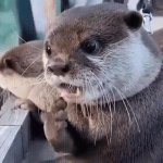 Otter Dread GIF Template