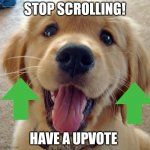 Cute dog | STOP SCROLLING! HAVE A UPVOTE | image tagged in cute dog | made w/ Imgflip meme maker