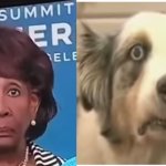 Maxine waters stare