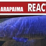 live arapaima reaction