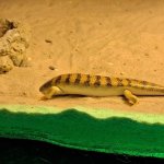 Sandfish Skink burying it's head in the sand