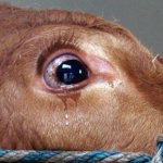scared cow