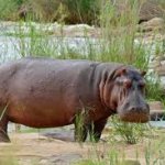 Hippo