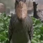 Shoebill stork