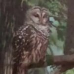Owl looking at you meme