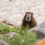 Killer Marmot