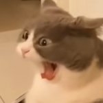 Screaming cat