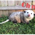 Oh no opossum