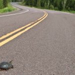 Slow Progress Turtle