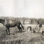 Plowing around the stump