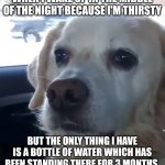 Depressed/disappointed dog | WHEN I WAKE UP IN THE MIDDLE OF THE NIGHT BECAUSE I'M THIRSTY; BUT THE ONLY THING I HAVE IS A BOTTLE OF WATER WHICH HAS BEEN STANDING THERE FOR 3 MONTHS | image tagged in depressed dog | made w/ Imgflip meme maker