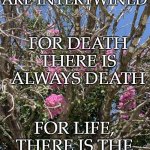 Life and Death in Texas - Crepe Myrtle | LIFE AND DEATH ARE INTERTWINED; FOR DEATH THERE IS ALWAYS DEATH; FOR LIFE, THERE IS THE CHANCE OF LIFE | image tagged in crepe myrtle texas,texas,death,life,flowers,gardening | made w/ Imgflip meme maker