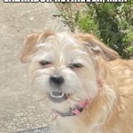 Chichon Lola | I THINK THAT WAS LABRADOR RETRIEVER, MAN | image tagged in stoned,dog,cheech and chong,weed | made w/ Imgflip meme maker