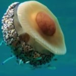 avocado jellyfish