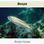 Boops Boops
