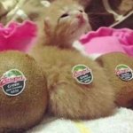 kiwi cat