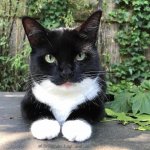 Tuxedo cat with green eyes