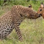 cheetah fawn