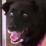 scared dog template