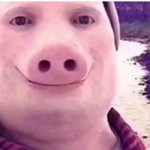 pig face meme