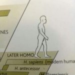 Later Homo Sapiens