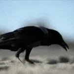 exploding bird GIF Template