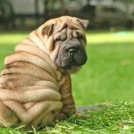 Wrinkle Dawg