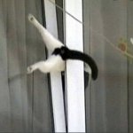 cat in window template