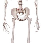 Human skeleton