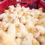 Baby chickens at a factory farm