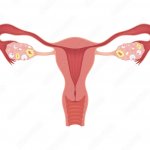 Uterus