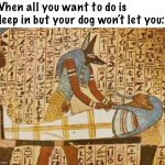 Not now, Fido | When all you want to do is sleep in but your dog won’t let you: | image tagged in sleeping in mummy,dog,mummy,egypt,sleep,dead | made w/ Imgflip meme maker