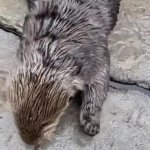 Otter tapping GIF Template