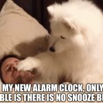 New Alarm Clock Without Snooze Button | MY NEW ALARM CLOCK, ONLY TROUBLE IS THERE IS NO SNOOZE BUTTON | image tagged in dog wake up,alarm clock,dog,sleeping,no snooze | made w/ Imgflip meme maker