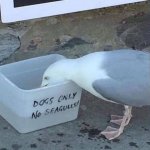 No seagulls meme