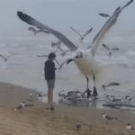 Giant seagull