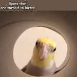 Spy | Nobody:; Spies that are turned to birbs: | image tagged in cockatiel all seeing eye | made w/ Imgflip meme maker