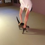 Handstand Cat