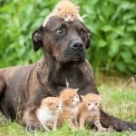Dog Dad
