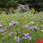 Biodiverse lawn