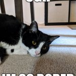 Original Bored Cat | UGH; IM SO BORED | image tagged in bored cat | made w/ Imgflip meme maker