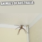 Australia ?? | ADVERT:DONATE NOW TO SAVE THE ANIMALS OF AUSTRALIA; ANIMALS OF AUSTRALIA: | image tagged in huge spider | made w/ Imgflip meme maker